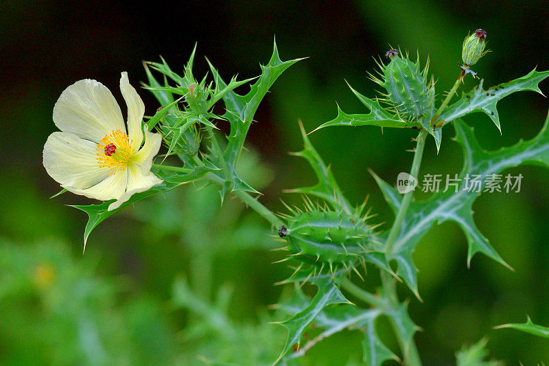 墨西哥凤尾草/墨西哥多刺罂粟:艳丽的黄色花朵